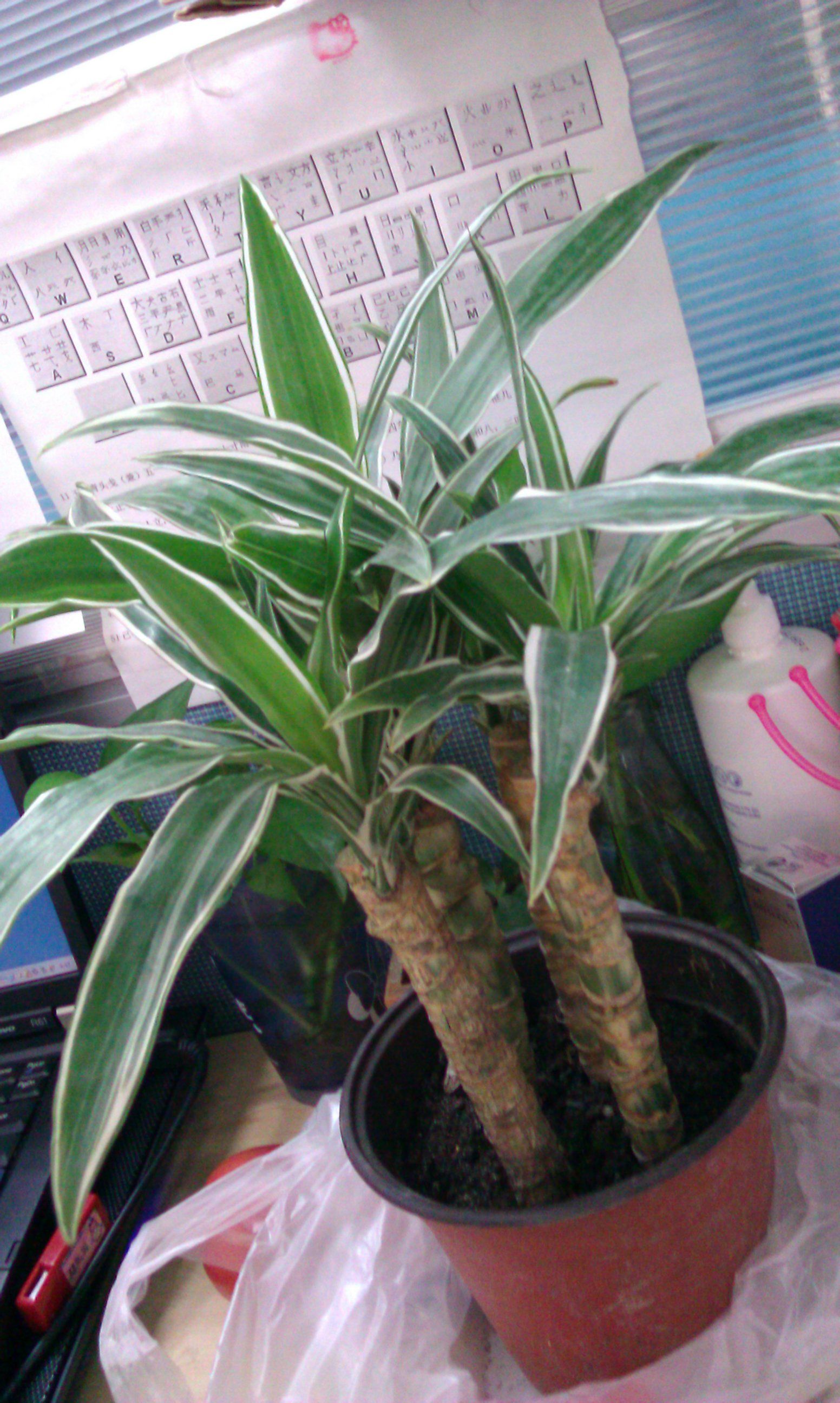 重(zhong)慶植物(wù)租賃